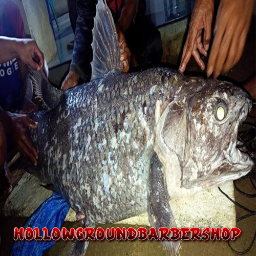 Nelayan Gorontalo Utara Temukan Ikan Purba Coelacanth
